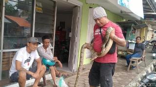 2 Ekor Ular Sanca Ditangkap Warga di Tengah Banjir Pekalongan