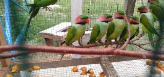Jual Satwa Dilindungi, Oknum ASN Pemprov Riau Ditangkap Polisi