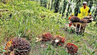 Petani Sawit di Siak Dapat Duit Rp 1 Miliar