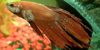 Kenali Penyebab Sirip Ikan Cupang Menjadi Putih