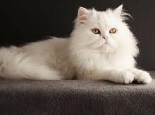 Butuh Perawatan Khusus, Ini Panduan Singkat Memelihara Si Kucing Persia