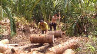 Sagu Meranti Siap Hadir Untuk Negeri
