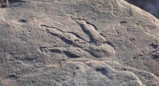 Bocah Berusia 4 Tahun Temukan Jejak Kaki Dinosaurus