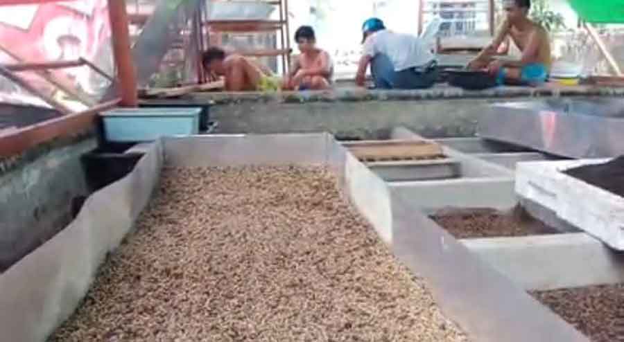 Kisah Pembudidaya Belatung di Pontianak yang Raup Belasan Juta Rupiah Per Bulan