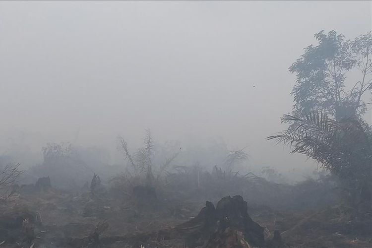 Kebakaran Hutan dan Lahan Sawit Terjadi di Rokan Hilir