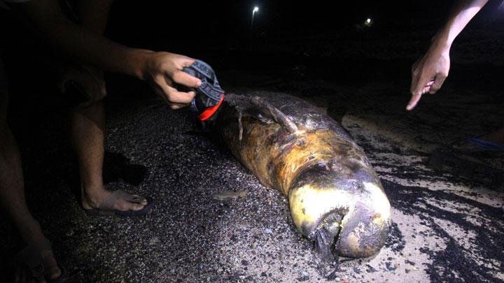 Bangkai Dugong ditemukan di Pantai Dumai