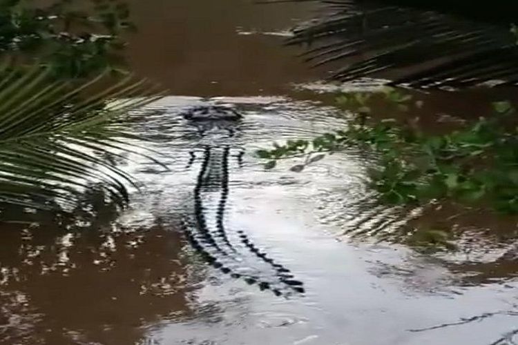 Seorang Warga Pandeglang Berhasil Selamat Setelah Diterkam Buaya Saat Mencari Kerang