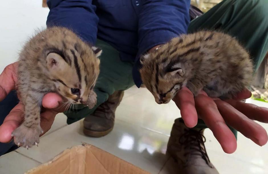 Dua Anak Kucing Hutan Lucu Ditemukan Warga di Ladang