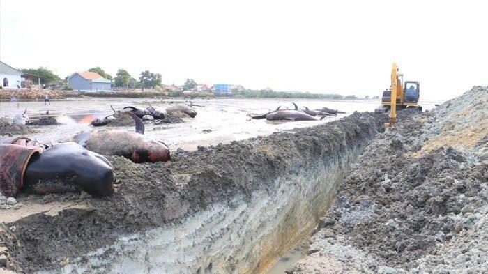51 Ekor Paus Pilot Dikubur di Pantai Bangkalan