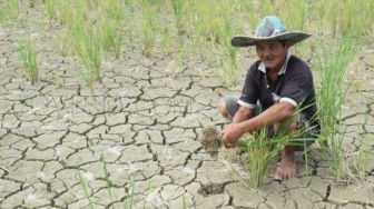 Ratusan Hektare Sawah di Padang Mengalami Kekeringan