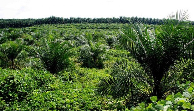 Pemprov Riau Pastikan Eksekusi 1,2 Juta Hektar Kebun Ilegal, Tinggal Menunggu PP 