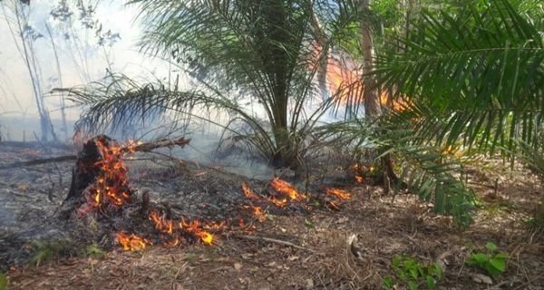 5 Orang Terkait Kebakaran Hutan dan Lahan di Riau di Amankan Polisi