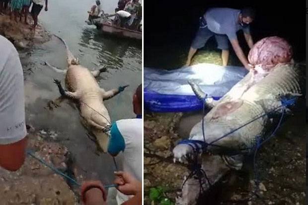 Buaya Muara Terkam Nelayan di Halmahera Selatan, Kepala Korban Belum Ditemukan