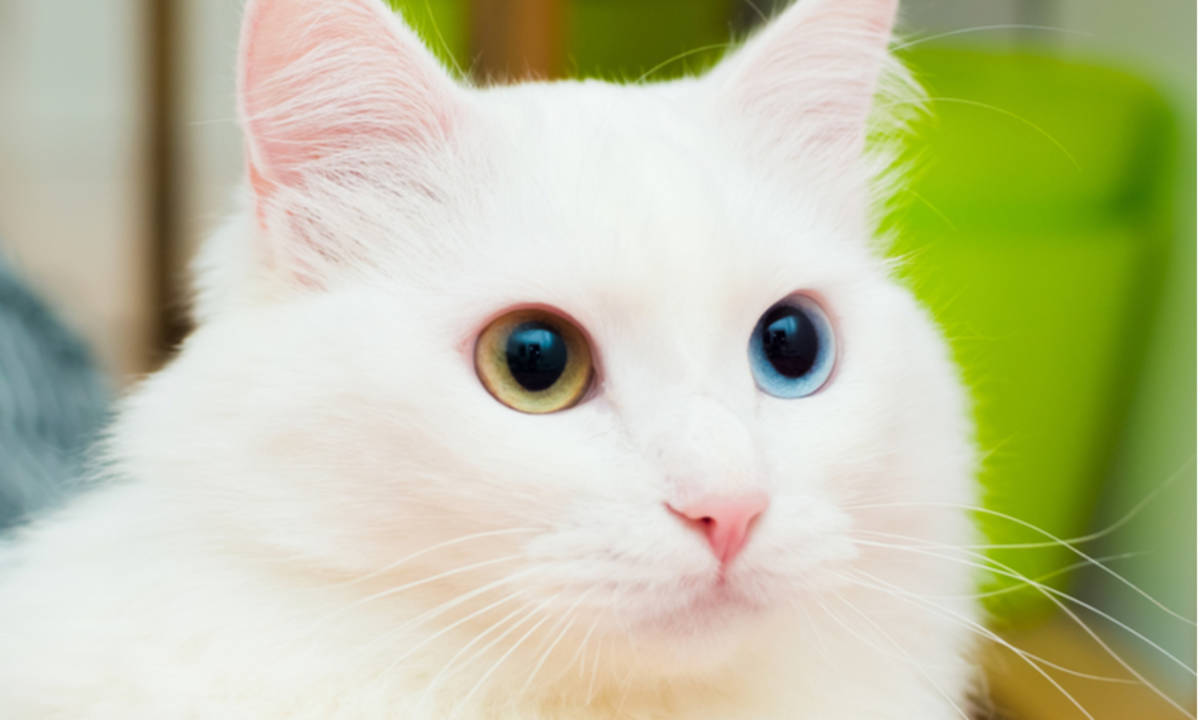 Bikin Hidup Bersama Kucing Lebih Mudah dengan Melatih 4 Trik Ini
