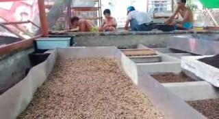 Kisah Pembudidaya Belatung di Pontianak yang Raup Belasan Juta Rupiah Per Bulan