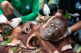 BKSDA Selamatkan Tiga Ekor Orangutan di kebun karet Kotawaringin Timur