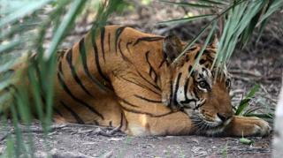 Dua ekor harimau lepas dari Kebun Binatang di Singkawang dan Terkam Pawang Hingga Tewas