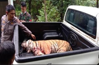 Satu Harimau Lepas dari Kebun Binatang Sinka Zoo Ditangkap Hidup-hidup dan yang Satu lagi Terpaksa Ditembak Mati
