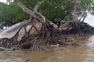 Bangkai Paus Sepanjang 12 Meter Terdampar di Kepulauan Aru