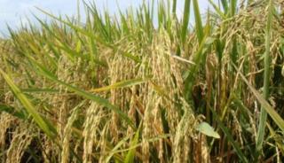 Riau Bertani Upaya Pemerintah Tingkatkan Produksi Padi