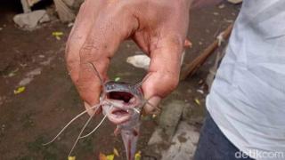 Penemuan Ikan Lele Bermulut 2