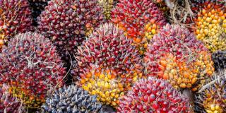 Harga Sawit Pekan Ini Ngegas Menjulang Mencapai Rp2.172,72 per Kg