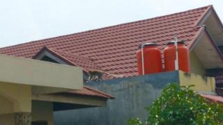 Teror Monyet Ekor Panjang di Pekanbaru, Menjahili Warga hingga Tidur di Masjid