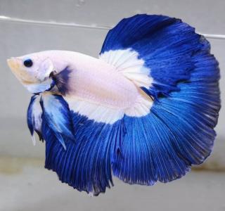 Ikan Cupang Bisa Mengalami Stres, Ini Penyebabnya
