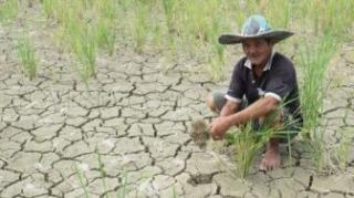 Ratusan Hektare Sawah di Padang Mengalami Kekeringan