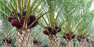 Harga TBS Sawit Ditetapkan Naik Jadi Rp2.241,15 per Kg Periode 24 Februari Hingga 02 Maret 2021