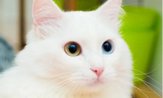 Bikin Hidup Bersama Kucing Lebih Mudah dengan Melatih 4 Trik Ini