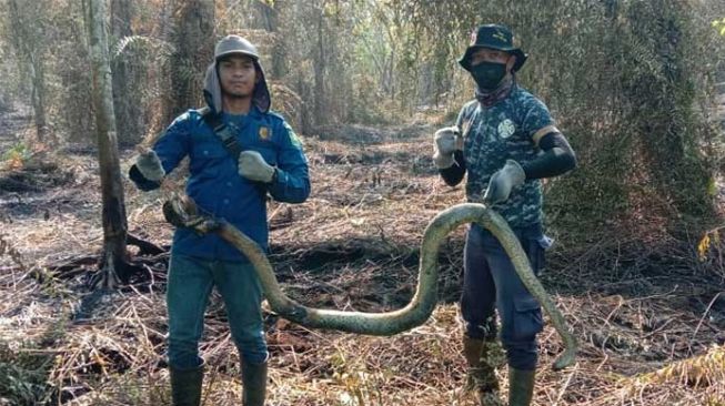 Ular Piton Ditemukan Gosong Saat Terjadi Karhutla di Siak