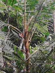 Riau Kembangkan Jernang di Lahan Seluas 1.200 Hektare di Kuansing