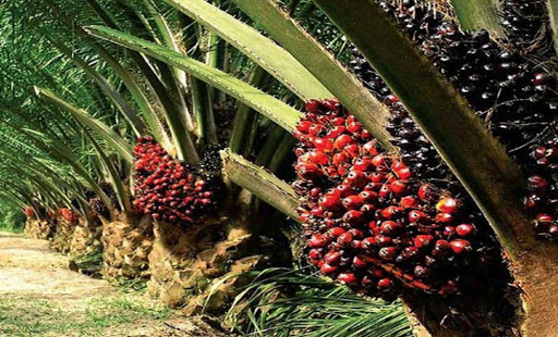 Harga Sawit Turun Dikit, Berikut Daftar Harga TBS Sawit di Riau Sepekan Kedepan