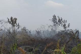 Ayah dan Anak di Rimbo Panjang Kampar Tertangkap Tangan Bakar Lahan