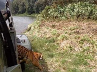 Seekor Harimau Numpang Heli TNI AU Pulang ke Hutan Sumatera