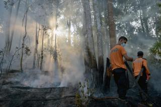 Kata Chevron Terkait Kebakaran Hutan Lindung di Rumbai, Ini Penjelasannya