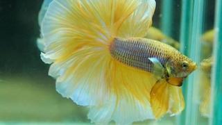 Begini Trik Membuat Warna Ikan Cupang Menjadi Cerah