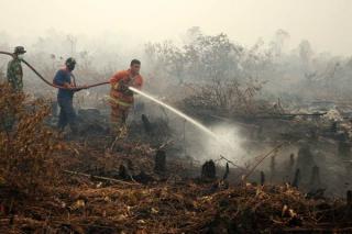 Diduga Karhutla Disengaja Untuk Peredaran Narkoba Lewat Jalan Tikus