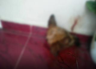 Pelaku Teror Kepala Anjing Beraksi Malam Hari di Rumah Humas Kejati Riau