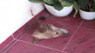 Terungkap, Pelaku Teror Kepala Anjing di Rumah Humas Kejati Riau Ditangkap
