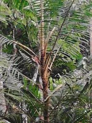 Riau Kembangkan Jernang di Lahan Seluas 1.200 Hektare di Kuansing