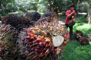 Naik Lagi, Harga TBS Sawit Naik Jadi Rp2.384,26 per Kg