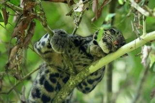 Diduga Memangsa Ternak, Macan Dahan ditembak Warga Limapuluh Kota 