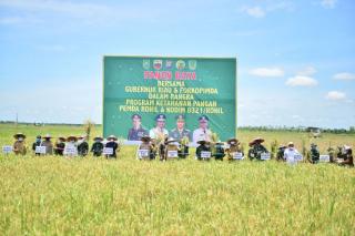 Gubernur Riau Hadiri Panen Raya di Desa Rokan Baru Pesisir