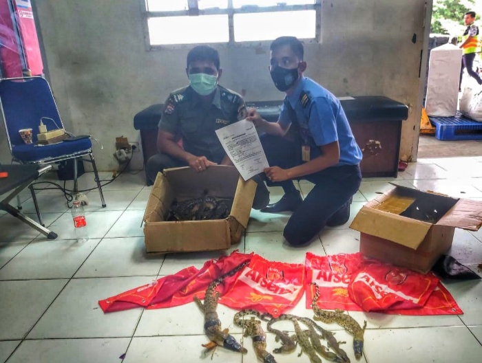 Petugas Gagalkan Penyelundupan 22 Ekor Anak Buaya di Bandara Pekanbaru