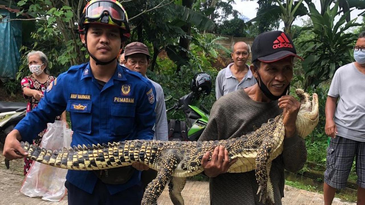 Penemuan Buaya di Saluran Air Gegerkan Warga Perumahan Cengkeh Depok