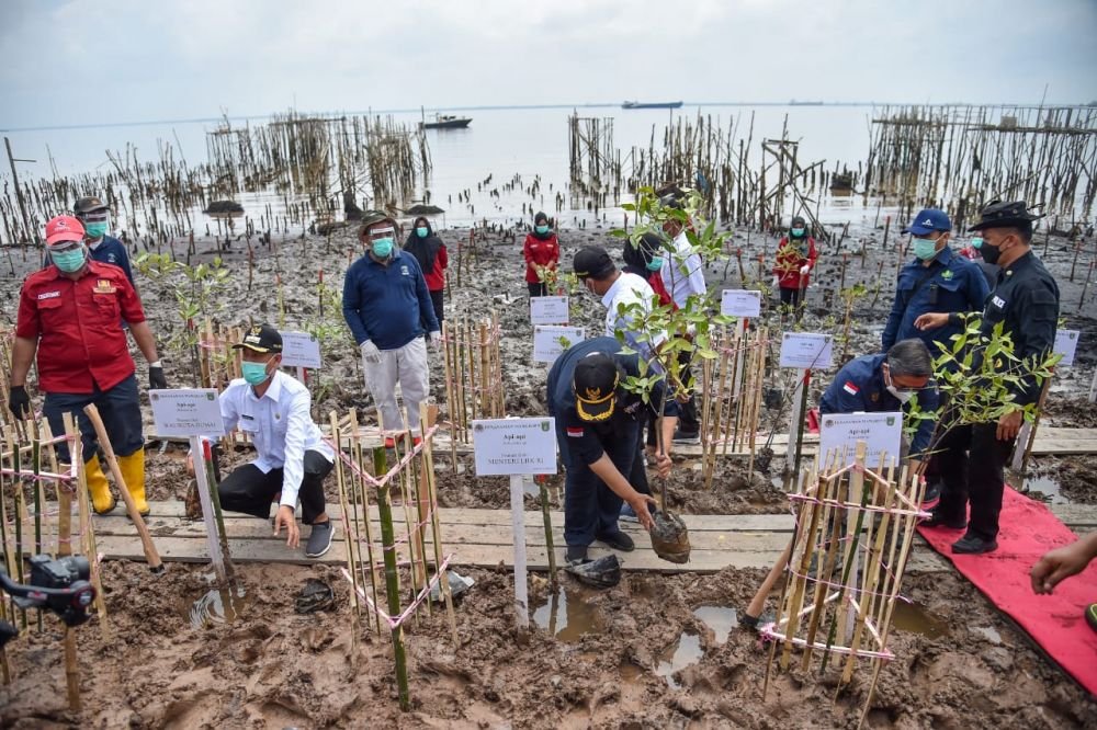 Menteri LHK Tanam Mangrove di Dumai, PEN Mangrove 2021 di Riau Dimulai
