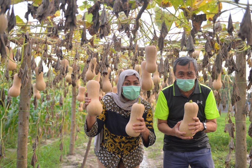 Manfaatkan lahan tidur, Gubernur Riau Panen Labu dan Jagung