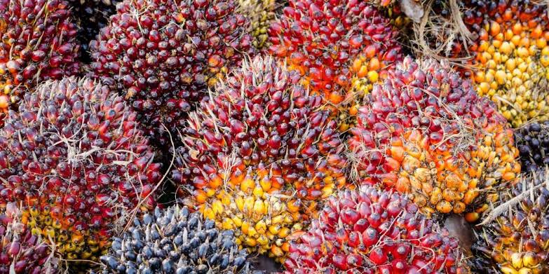 Harga TBS Kelapa Sawit Terus Naik, Periode 28 April - 04 Mei  Rp2.506,52/Kg
